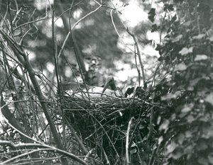 En Ibis sitter på redet i London Zoo i 1924 av Frederick William Bond