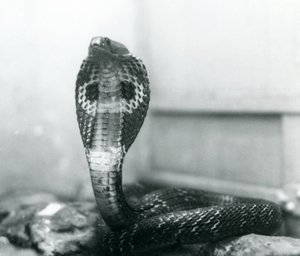 En indisk brilleformet asianBinocellate Cobra med hevet hode og utsvingt hette, London Zoo, oktober 1925 av Frederick William Bond