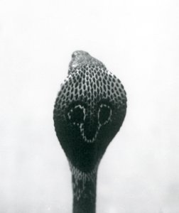 En indisk brilleformet asianBinocellate Cobra med hevet hode og utsvingt hette, London Zoo, oktober 1925 av Frederick William Bond