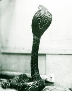 En indisk brilleformet asianBinocellate Cobra med hevet hode og utsvingt hette, London Zoo, oktober 1925 av Frederick William Bond