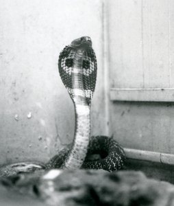 En indisk brilleformet asianBinocellate Cobra med hevet hode og utsvingt hette, London Zoo, oktober 1925 av Frederick William Bond