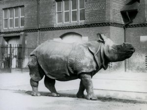 Et indisk neshorn i London Zoo, 1927 av Frederick William Bond