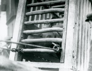 Et indisk neshorn titter ut av sin tretransportkasse ved ankomst til London Zoo i 1924 av Frederick William Bond