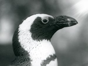 En voksen svartfot Jackass African Penguin i London Zoo, september 1925