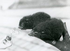 En voksen og ung Western Tree Hyrax sitter på en gren og lener seg over til en gulrottopp som holdes for dem å spise, London Zoo av Frederick William Bond