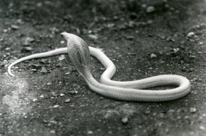 En albino indisk brilleformet asianBinocellate Cobra med hevet hode og hette spredt, London Zoo, september 1924 av Frederick William Bond