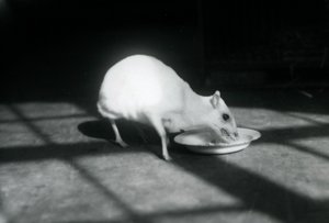 En albino-chevrotain som spiser fra en rett, London Zoo, desember 1926 av Frederick William Bond