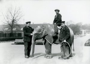 En baby indisk elefant med Keepers A. Church og H. Robertson i London Zoo, juni 1922 av Frederick William Bond