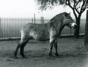 En utrydningstruet Przewalskis Wild Horse som står i paddocken i London Zoo, oktober 1927 av Frederick William Bond
