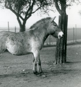 En utrydningstruet Przewalskis Wild Horse som står i paddocken i London Zoo, oktober 1927 av Frederick William Bond