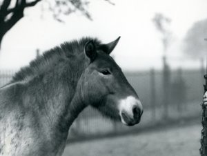 En utrydningstruet Przewalskis Wild Horse som står i paddocken i London Zoo, oktober 1927 av Frederick William Bond