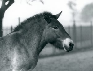 En utrydningstruet Przewalskis Wild Horse som står i paddocken i London Zoo, oktober 1927 av Frederick William Bond