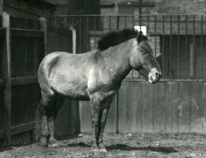 En utrydningstruet Przewalskis villhest som sto i paddocken sin i London Zoo i 1927 av Frederick William Bond