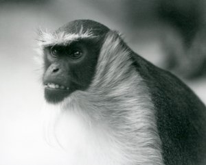 En truet Roloway-ape i London Zoo, 1927 av Frederick William Bond