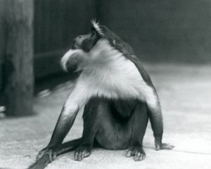 En truet Roloway-ape som sitter på bakken og ser oppover mens han holder halen, London Zoo, 1927 av Frederick William Bond