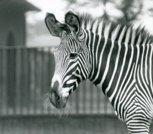 En kvinne/jenny truet Grevy