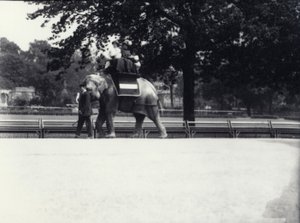 Asiatisk elefant 