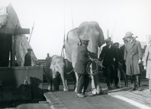 Asiatiske elefanter stiger av en båt på vei til London Zoo i 1927 av Frederick William Bond