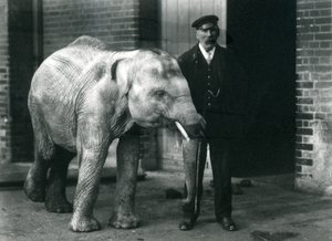 Asiatisk babyelefant med keeper Charles Eyles, London Zoo, november 1915 av Frederick William Bond