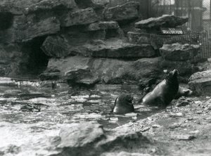 California Sea Lions med is på bassenget deres, London Zoo av Frederick William Bond