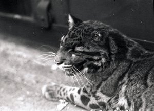 Skyet leopard, 1922 av Frederick William Bond