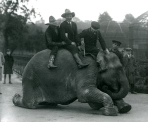 Cowboyer og trener med den indiske elefanten Sundermalah under et besøk i London Zoo i 1924 av Frederick William Bond