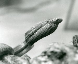 Eggetende slange i London Zoo i 1930 (s/hv-bilde) av Frederick William Bond