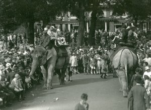 Elephant Rides, med to asiatiske elefanter sett av mengder av tilskuere i London Zoo i august 1926 (s/hv-bilde) av Frederick William Bond