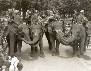 Elefantturer i London Zoo, juli 1936 av Frederick William Bond