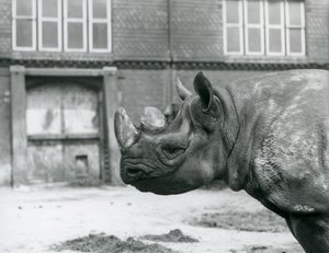Eliza er en kvinnelig Black Rhinoceros, London Zoo av Frederick William Bond