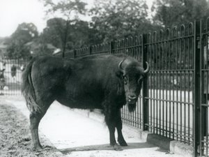 Europeisk bison Georgina ved barene i paddocken hennes, London Zoo, 12. august 1926 av Frederick William Bond