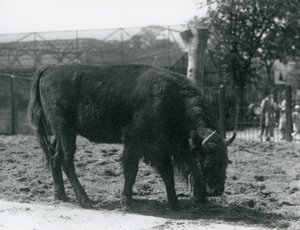 Europeisk bison Julia spiser gresset i paddocken hennes, London Zoo, 12. august 1926 av Frederick William Bond