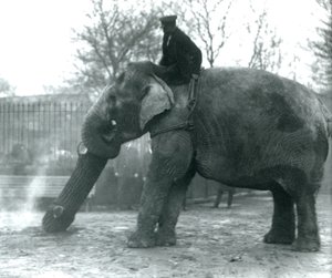 Kvinnelig asiatisk elefant, 'Indiarani', flytter tømmer med snabelen, mens vokteren sitter på ryggen og dirigerer henne, London Zoo av Frederick William Bond
