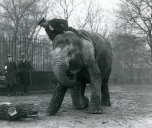 Kvinnelig asiatisk elefant, Indiarani, flytter tømmer med snabelen, mens vokteren sitter på ryggen og dirigerer henne og to andre mennesker ser på, London Zoo, 1925 av Frederick William Bond