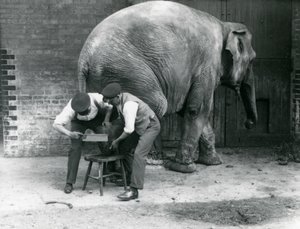Kvinnelig asiatisk elefant Sundermalah får føttene trimmet av vokterne i London Zoo, august 1926 av Frederick William Bond