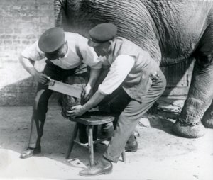 Kvinnelig asiatisk elefant Sundermalah får føttene trimmet av vokterne i London Zoo, august 1926 av Frederick William Bond