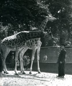 Kvinnelige sjiraffer Maud og Maggie, med keeper Ernie Professor Bowman, London Zoo, juli 1924 av Frederick William Bond