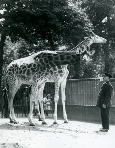Kvinnelige sjiraffer Maud og Maggie, med keeper Ernie Professor Bowman, London Zoo, juli 1924 av Frederick William Bond