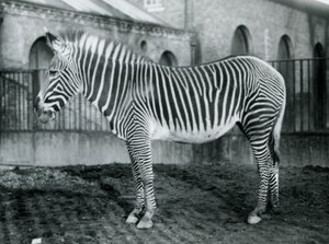 Kvinne Grevys Zebra, eller Imperial Zebra, Jennie står i paddocken hennes i London Zoo, 1927 av Frederick William Bond