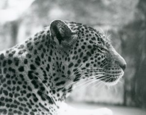 Kvinnelige leopard Daisy i London Zoo i august 1925 av Frederick William Bond