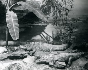Fire Alligatorer, i panorama-innstilling med et banantre, i London Zoo i 1929 (s/hv-bilde) av Frederick William Bond