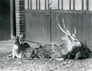 Four Axis Deer inkludert, en bukk med gevir, i London Zoo i 1924 av Frederick William Bond