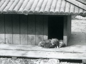 Fire Coyote-unger hviler i inngangen til hiet/trekennelen deres, London Zoo av Frederick William Bond