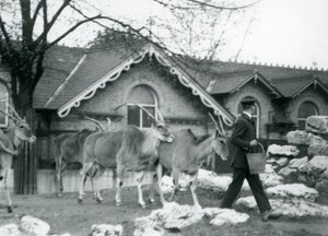 Fire Eland følger keeperen sin, ved fôringstid, i paddocken utenfor Antelope House, London Zoo, juni 1925 av Frederick William Bond