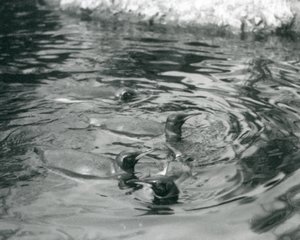 Fire kongepingviner svømmer i bassenget deres i London Zoo, juni 1927 av Frederick William Bond