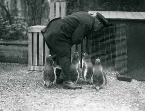 Gentoo Penguins med keeper Albert White, London Zoo, ca. 1914 av Frederick William Bond