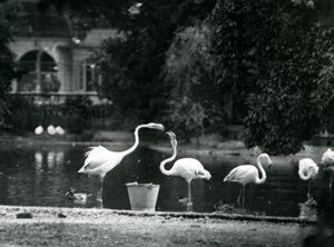 Greater Flamingos på sjøen deres i London Zoo i 1924 av Frederick William Bond