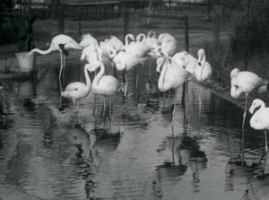 Greater Flamingos på dammen deres i London Zoo, 1926 av Frederick William Bond