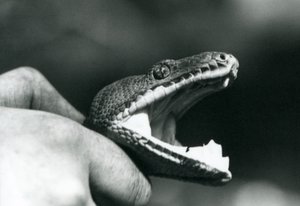 Hodet til en Emerald Tree Boa, med munnen åpen, holdt i nakken, av vokteren, London Zoo av Frederick William Bond