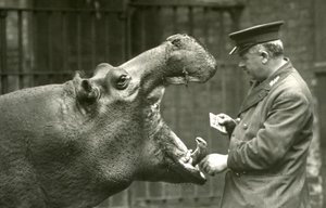 Flodhest Bobbie med keeper Ernie Bowman, London Zoo, 1927 av Frederick William Bond